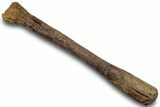 Fossil Theropod Dinosaur Limb Bone - Wyoming #306851-1